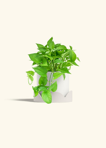 Pothos Jade in a 6 inches White Classic Cylinder Planter in a Oat Petal Drip Tray