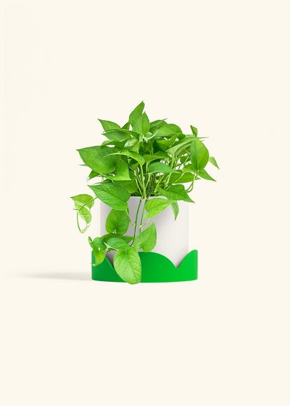 Pothos Jade in a 6 inches White Classic Cylinder Planter in a Shamrock Petal Drip Tray