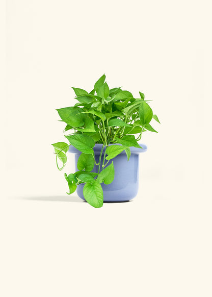 Pothos Jade in a 6 inches Fat Lip Blue Planter 