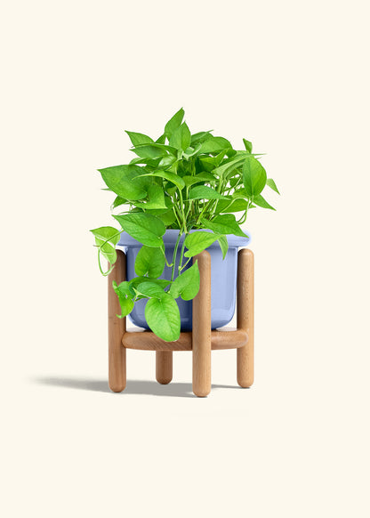 Pothos Jade in a 6 inches Fat Lip Blue Planter in a Beech Wood Stand