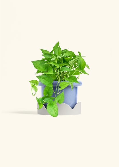 Pothos Jade in a 6 inches Fat Lip Blue Planter in a Oat Petal Drip Tray