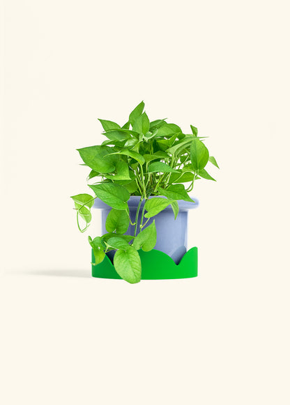 Pothos Jade in a 6 inches Fat Lip Blue Planter in a Shamrock Petal Drip Tray