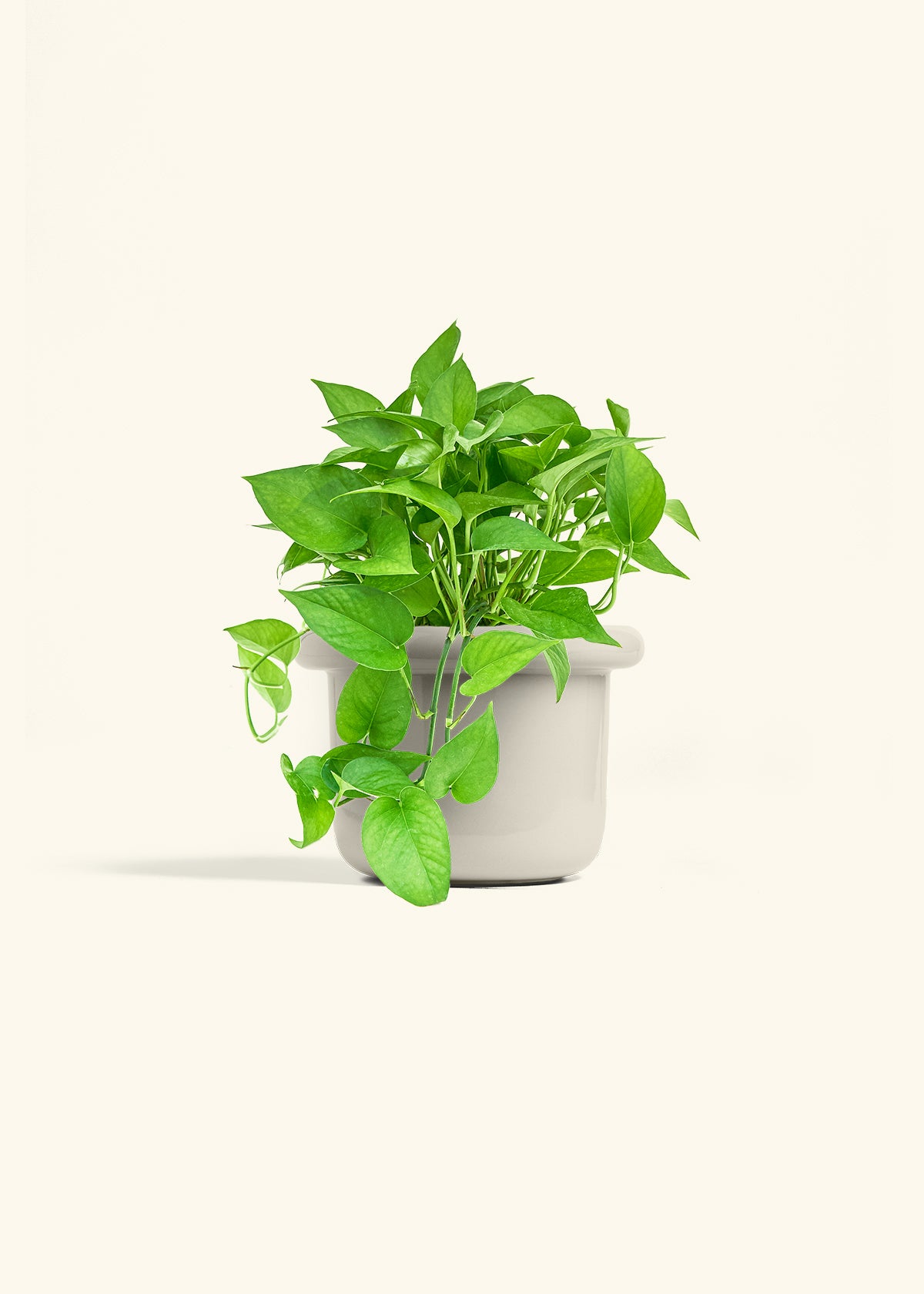 Pothos Jade in a 6 inches Fat Lip Oat Planter 