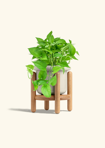 Pothos Jade in a 6 inches Fat Lip Oat Planter in a Beech Wood Stand
