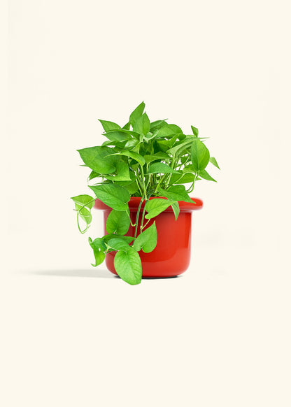 Pothos Jade in a 6 inches Fat Lip Red Planter 