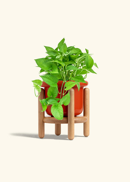 Pothos Jade in a 6 inches Fat Lip Red Planter in a Beech Wood Stand