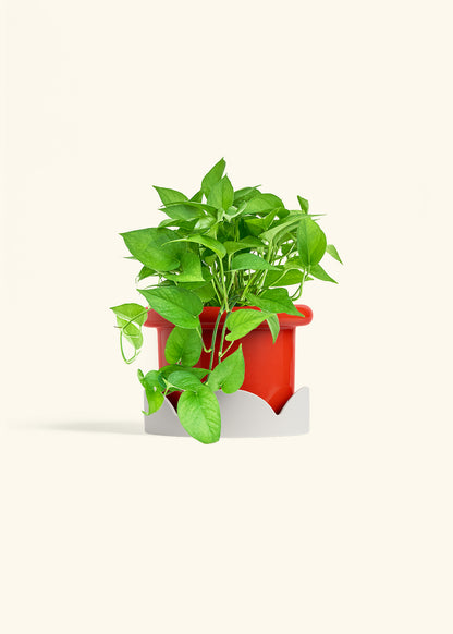 Pothos Jade in a 6 inches Fat Lip Red Planter in a Oat Petal Drip Tray