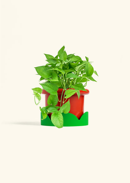 Pothos Jade in a 6 inches Fat Lip Red Planter in a Shamrock Petal Drip Tray