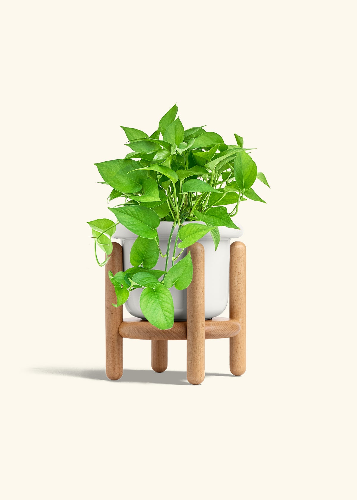 Pothos Jade in a 6 inches Fat Lip White Planter in a Beech Wood Stand