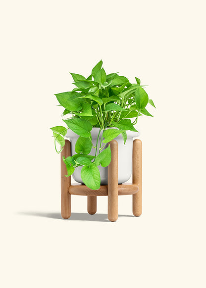 Pothos Jade in a 6 inches Fat Lip White Planter in a Beech Wood Stand