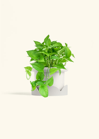 Pothos Jade in a 6 inches Fat Lip White Planter in a Oat Petal Drip Tray