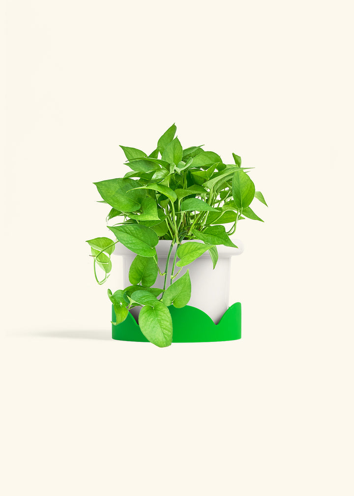 Pothos Jade in a 6 inches Fat Lip White Planter in a Shamrock Petal Drip Tray