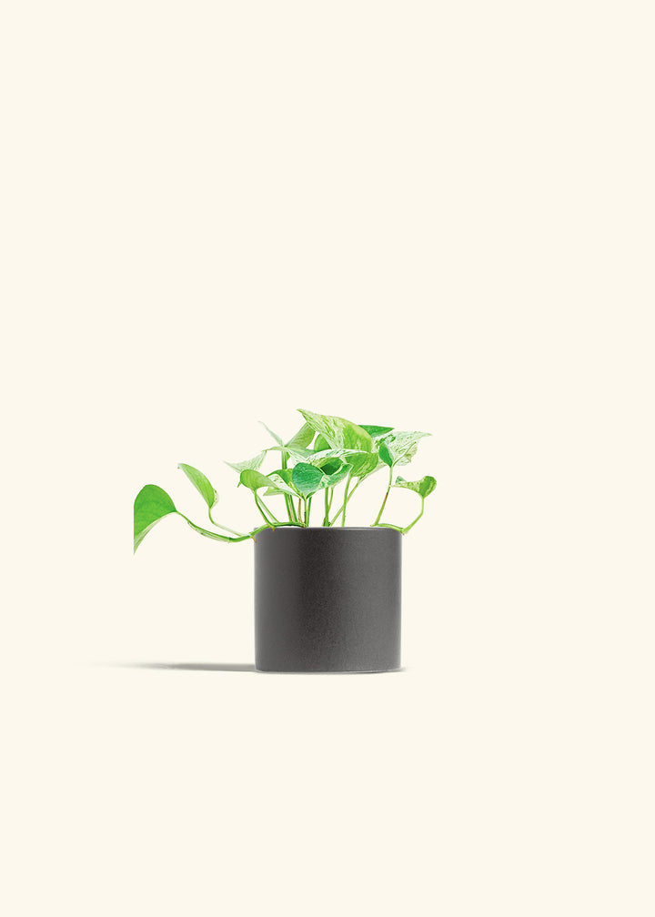 Pothos Marble Queen in a 4 inches Charcoal Classic Cylinder Planter 