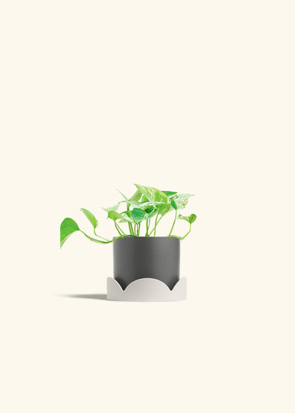 Pothos Marble Queen in a 4 inches Charcoal Classic Cylinder Planter in a Oat Petal Drip Tray