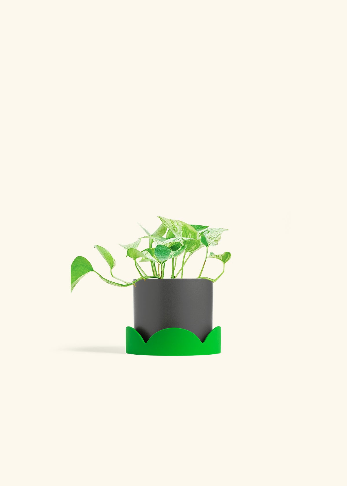 Pothos Marble Queen in a 4 inches Charcoal Classic Cylinder Planter in a Shamrock Petal Drip Tray