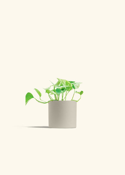 Pothos Marble Queen in a 4 inches Oat Classic Cylinder Planter 