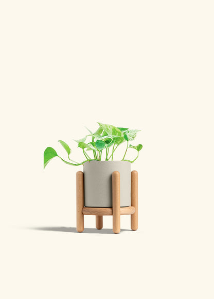 Pothos Marble Queen in a 4 inches Oat Classic Cylinder Planter in a Beech Wood Stand