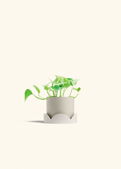 Pothos Marble Queen in a 4 inches Oat Classic Cylinder Planter in a Oat Petal Drip Tray