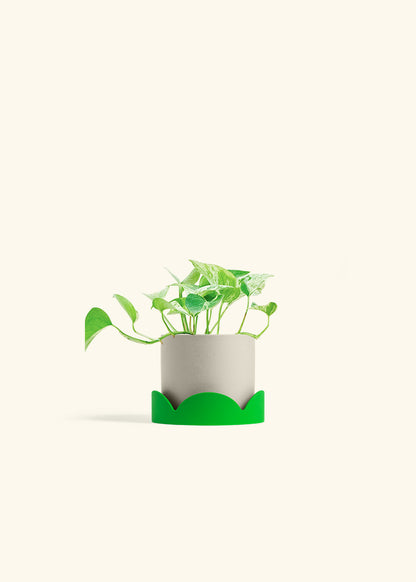 Pothos Marble Queen in a 4 inches Oat Classic Cylinder Planter in a Shamrock Petal Drip Tray