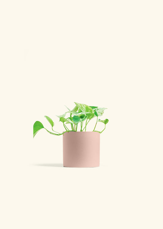 Pothos Marble Queen in a 4 inches Pink Classic Cylinder Planter 