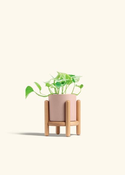 Pothos Marble Queen in a 4 inches Pink Classic Cylinder Planter in a Beech Wood Stand