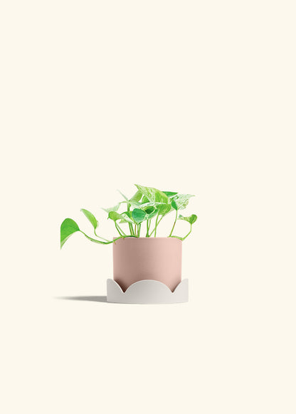 Pothos Marble Queen in a 4 inches Pink Classic Cylinder Planter in a Oat Petal Drip Tray