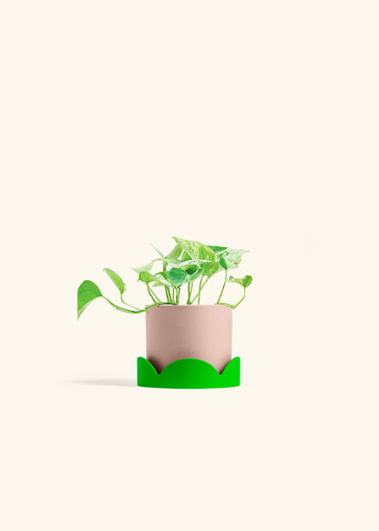 Pothos Marble Queen in a 4 inches Pink Classic Cylinder Planter in a Shamrock Petal Drip Tray