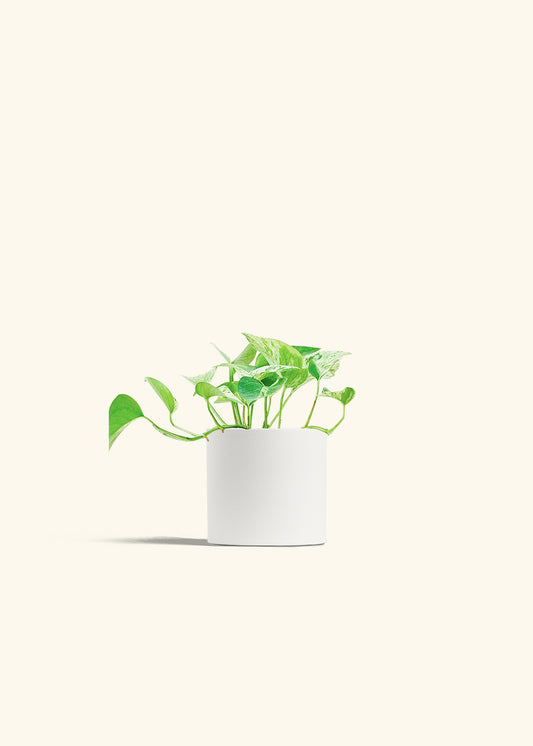 Pothos Marble Queen in a 4 inches White Classic Cylinder Planter 