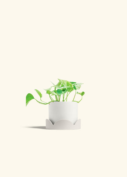 Pothos Marble Queen in a 4 inches White Classic Cylinder Planter in a Oat Petal Drip Tray