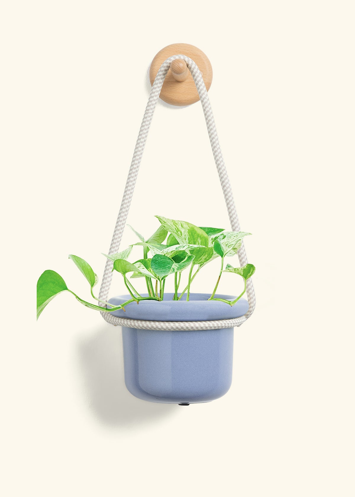 Pothos 'Marble Queen', Small