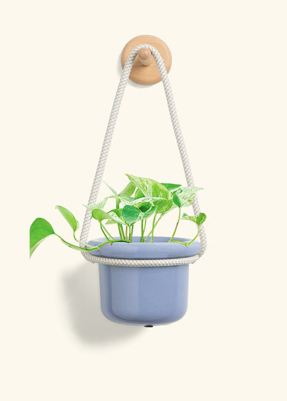 Pothos 'Marble Queen', Small