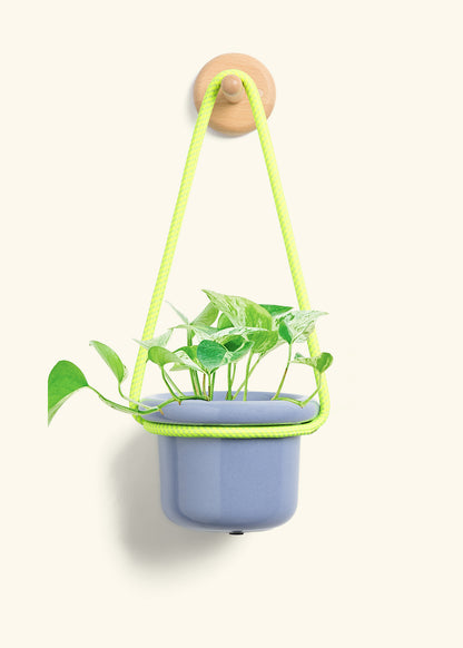 Pothos 'Marble Queen', Small