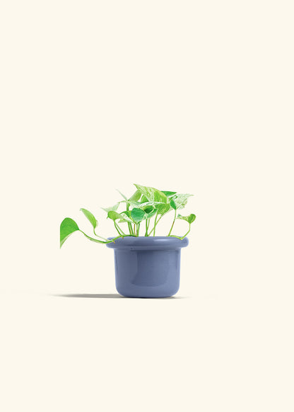 Pothos Marble Queen in a 4 inches Fat Lip Blue Planter 