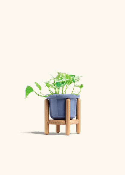 Pothos Marble Queen in a 4 inches Fat Lip Blue Planter in a Beech Wood Stand