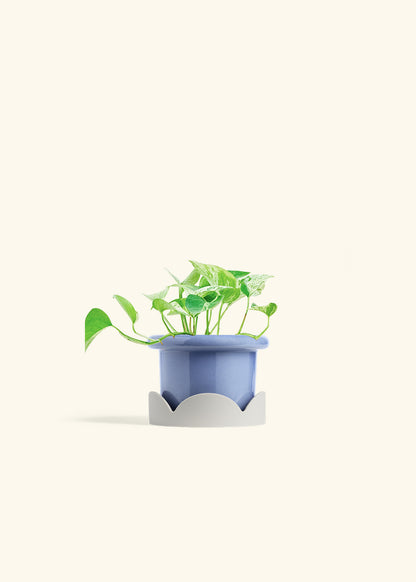 Pothos Marble Queen in a 4 inches Fat Lip Blue Planter in a Oat Petal Drip Tray