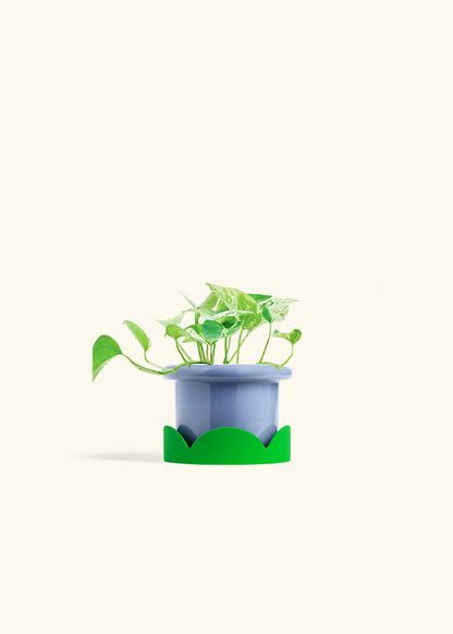 Pothos Marble Queen in a 4 inches Fat Lip Blue Planter in a Shamrock Petal Drip Tray