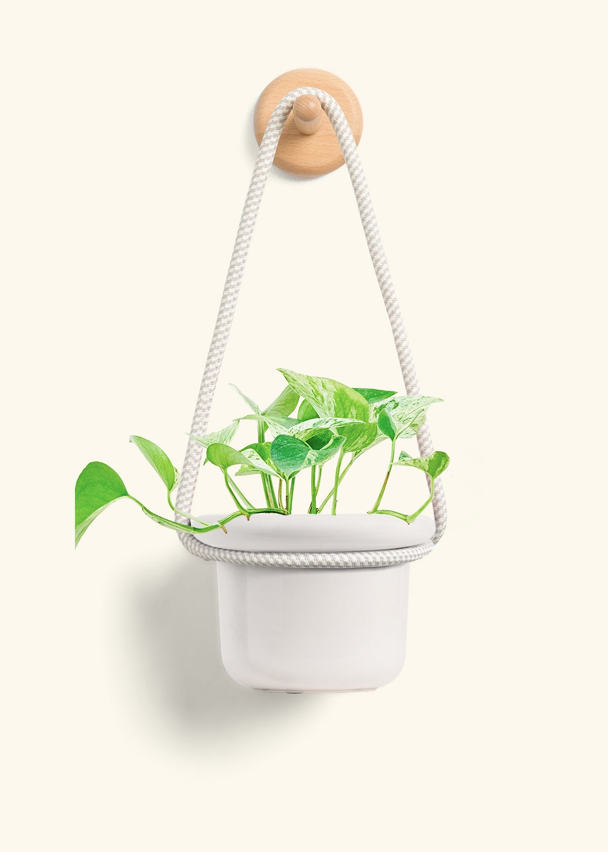 Pothos 'Marble Queen', Small