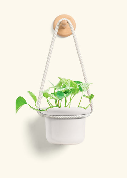 Pothos 'Marble Queen', Small