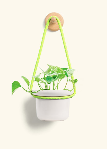 Pothos 'Marble Queen', Small