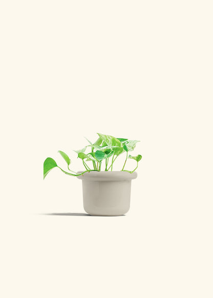 Pothos Marble Queen in a 4 inches Fat Lip Oat Planter 