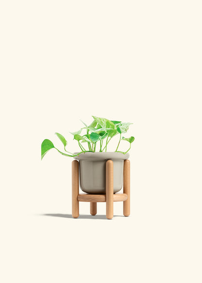Pothos Marble Queen in a 4 inches Fat Lip Oat Planter in a Beech Wood Stand
