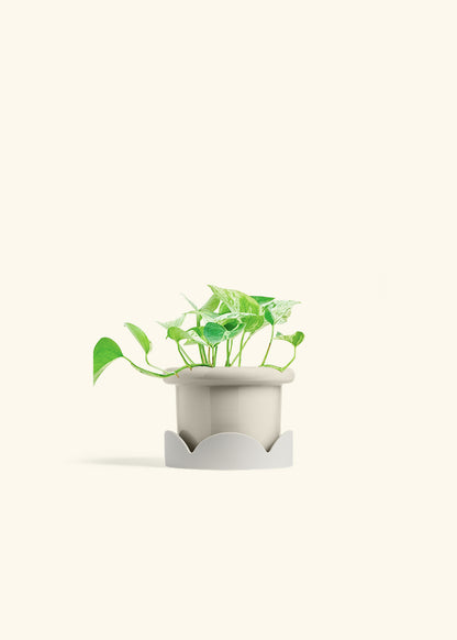 Pothos Marble Queen in a 4 inches Fat Lip Oat Planter in a Oat Petal Drip Tray