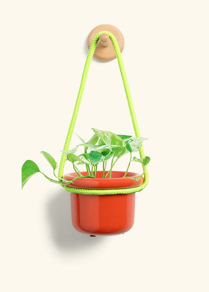 Pothos 'Marble Queen', Small