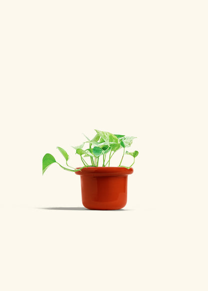 Pothos Marble Queen in a 4 inches Fat Lip Red Planter 
