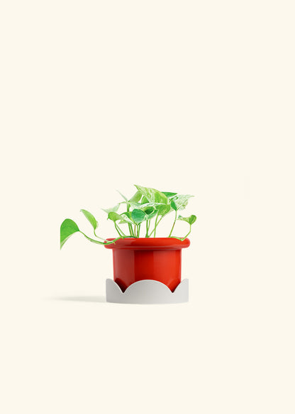 Pothos Marble Queen in a 4 inches Fat Lip Red Planter in a Oat Petal Drip Tray