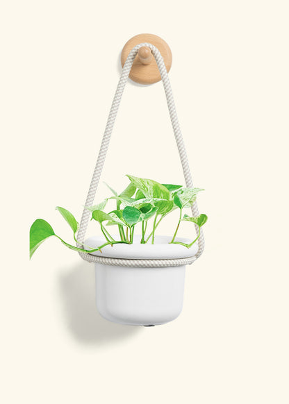 Pothos 'Marble Queen', Small