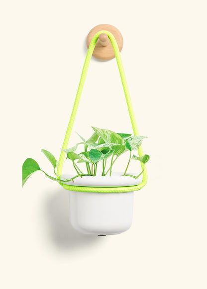 Pothos 'Marble Queen', Small