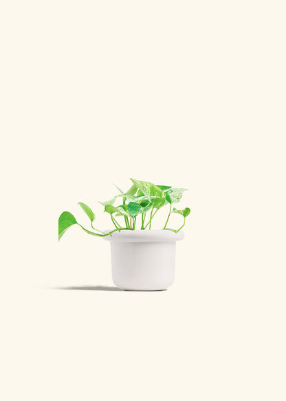 Pothos Marble Queen in a 4 inches Fat Lip White Planter 