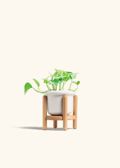 Pothos Marble Queen in a 4 inches Fat Lip White Planter in a Beech Wood Stand