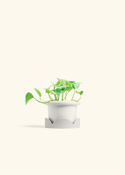 Pothos Marble Queen in a 4 inches Fat Lip White Planter in a Oat Petal Drip Tray